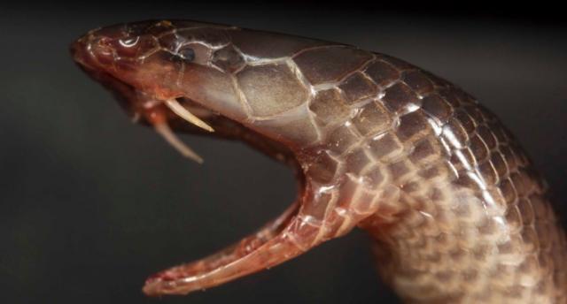 Descubren una nueva serpiente stiletto que puede utilizar su veneno sin abrir la boca