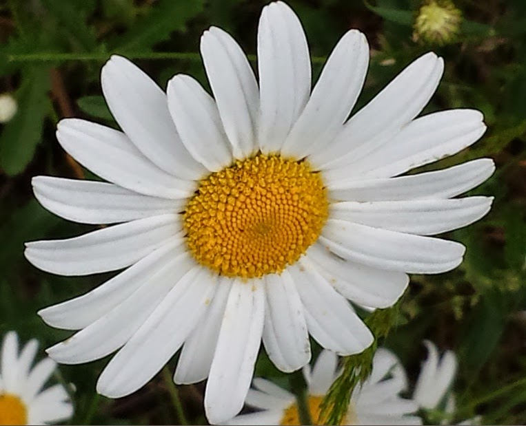 Air NicetoLivelands Daisy and iris