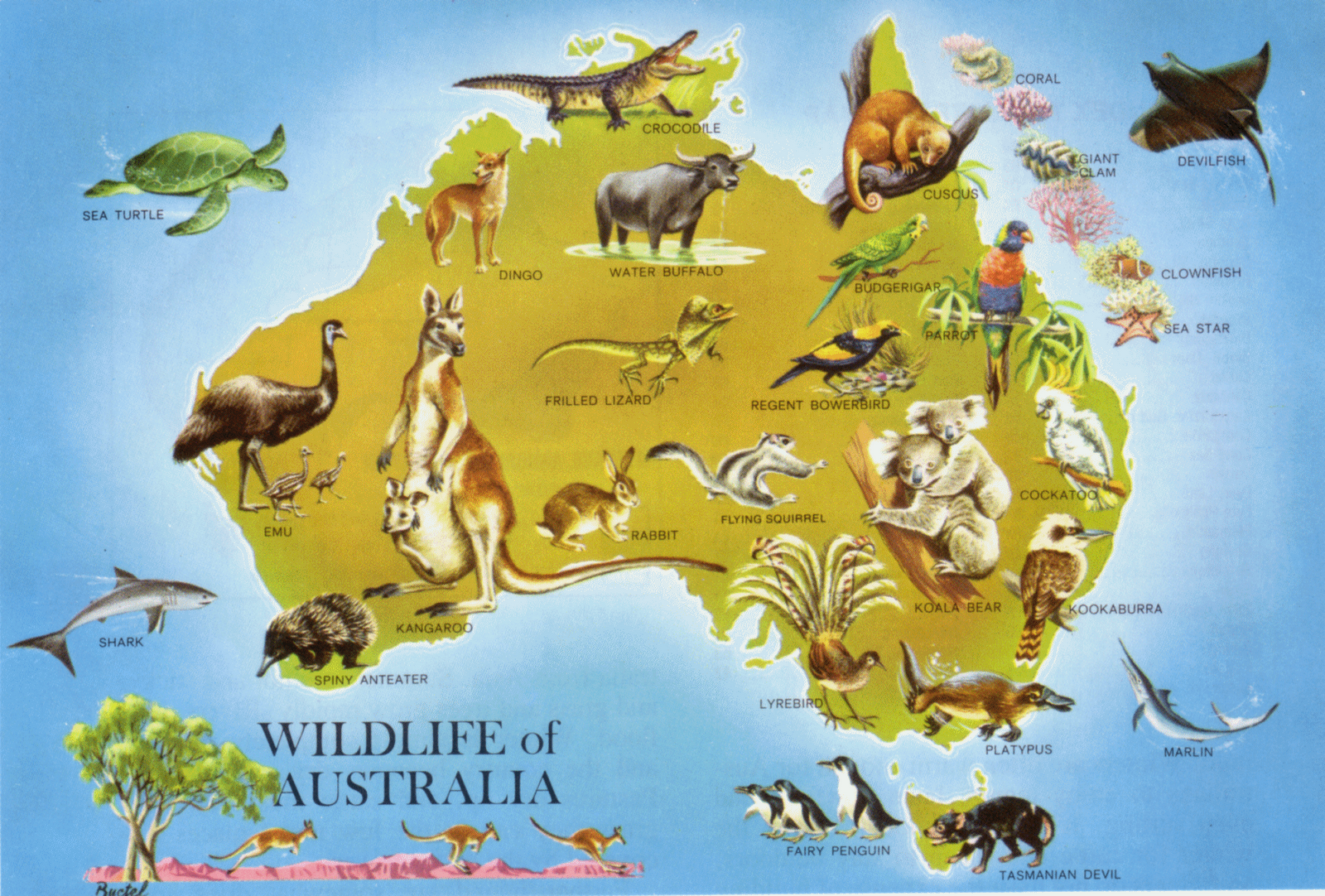 BILINGUAL AL YUSSANA AUSTRALIAN ANIMALS