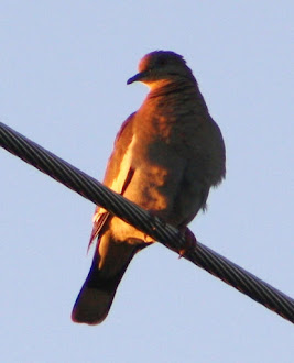 White winged dove watching the sun set.