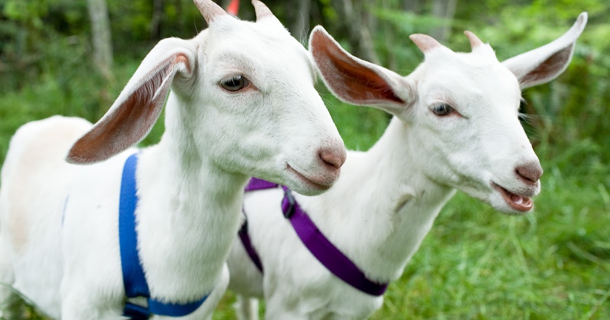 Analisa Bisnis Ternak Kambing