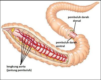 Sistem Peredaran Darah Atau Transportasi Pada Hewan Invertebrata Seperti Protozoa Serangga Dan Cacing Tanah Materiedukasi Com