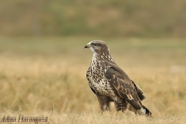 2012-ben az év madara az egerészölyv