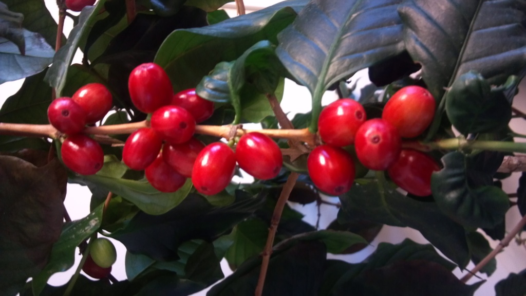 Merus Coffee Service Chronicles