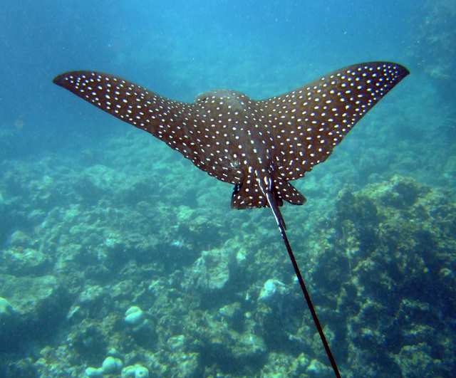 ELEPHANTS CHILD: TRINIDAD and BIG RAYS