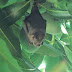 Murciélagos: todo sobre estos mamíferos voladores