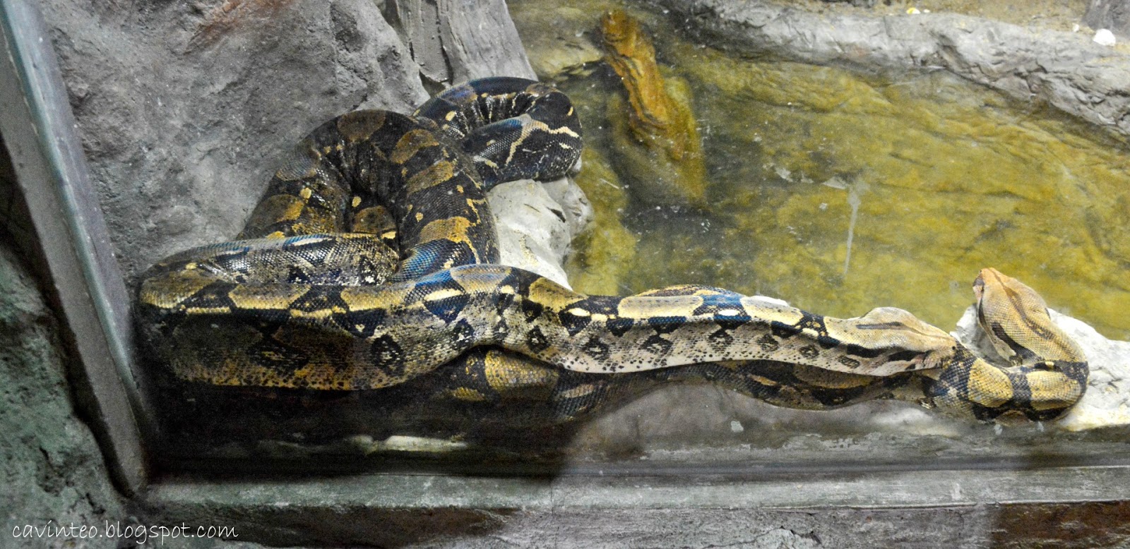 exo-terra-reptile-dome.jpg