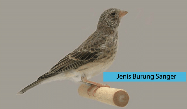 Mengenal Jenis Burung Sanger Info Hewan