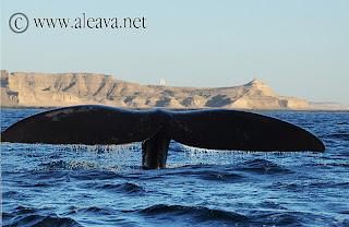 Otro atardecer de Avistaje de Ballenas en Puerto Pirámides