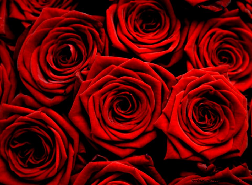 Wallpaper Red Roses