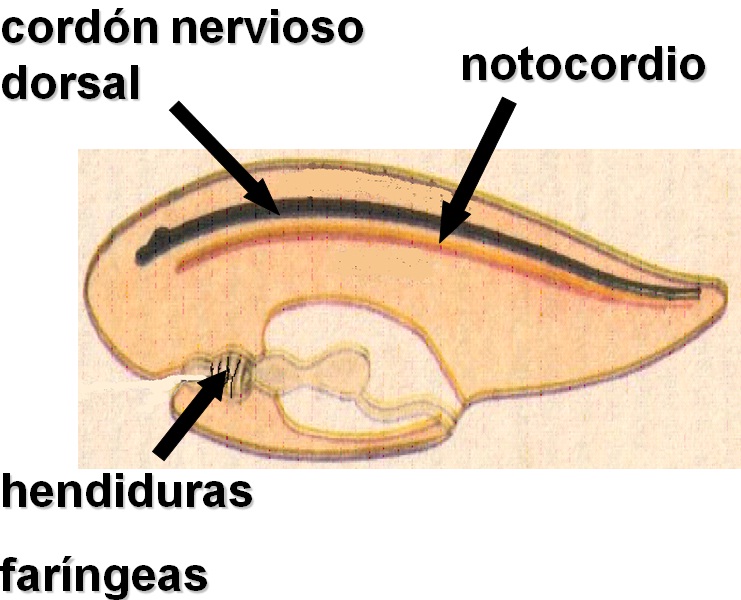ING AGROPECUARIA CORDADOS