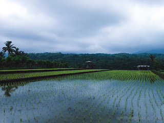 Rice Fields Scenery In The Beginning Of Paddy Planting In The Rainy Season At Banjar Kuwum, Ringdikit, North Bali, Indonesia