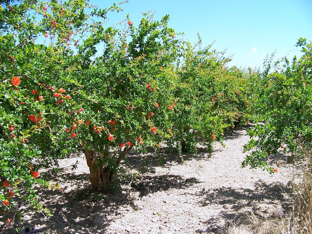Plantación de granados