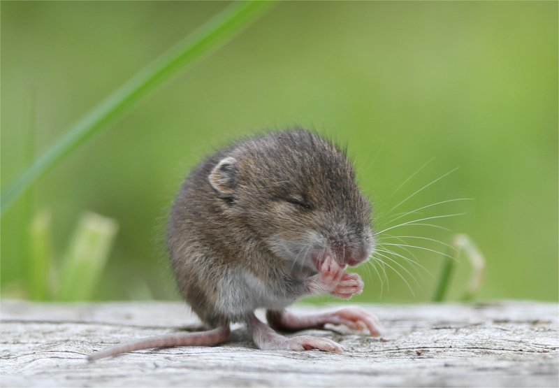 Murfs Wildlife Wood Mouse