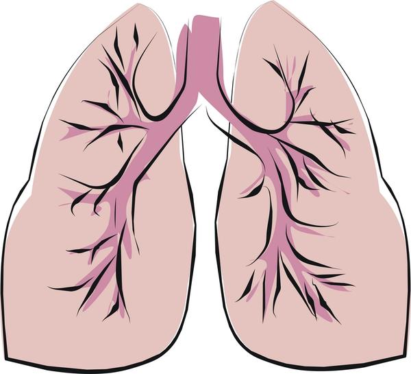 clipart human lungs - photo #34