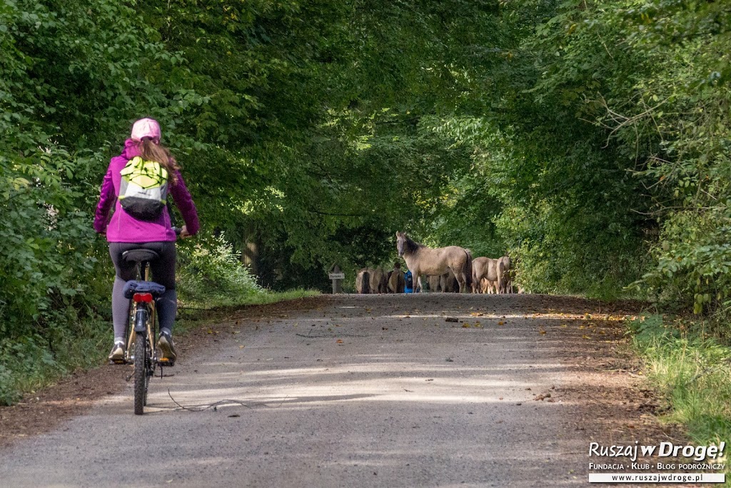 GreenVelo przez Floriankę i hodowlę koników polskich