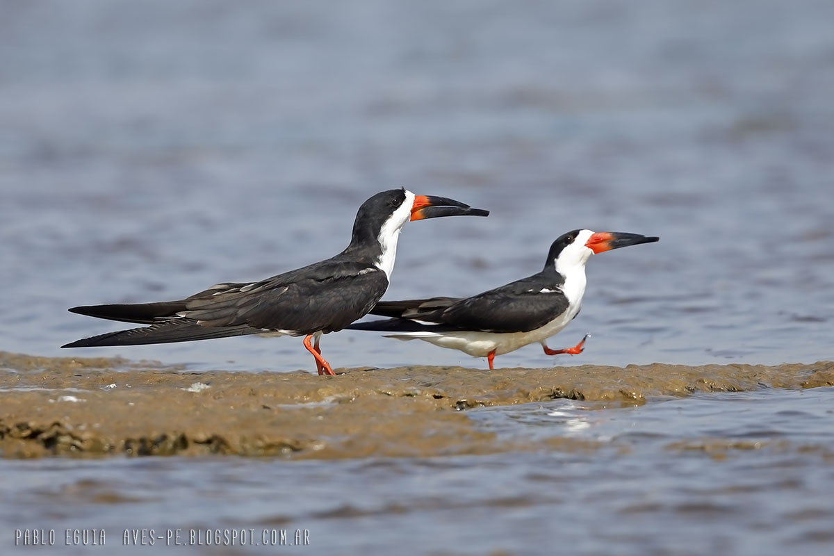 mis fotos de aves Rynchops niger Rayador Black Skimmer