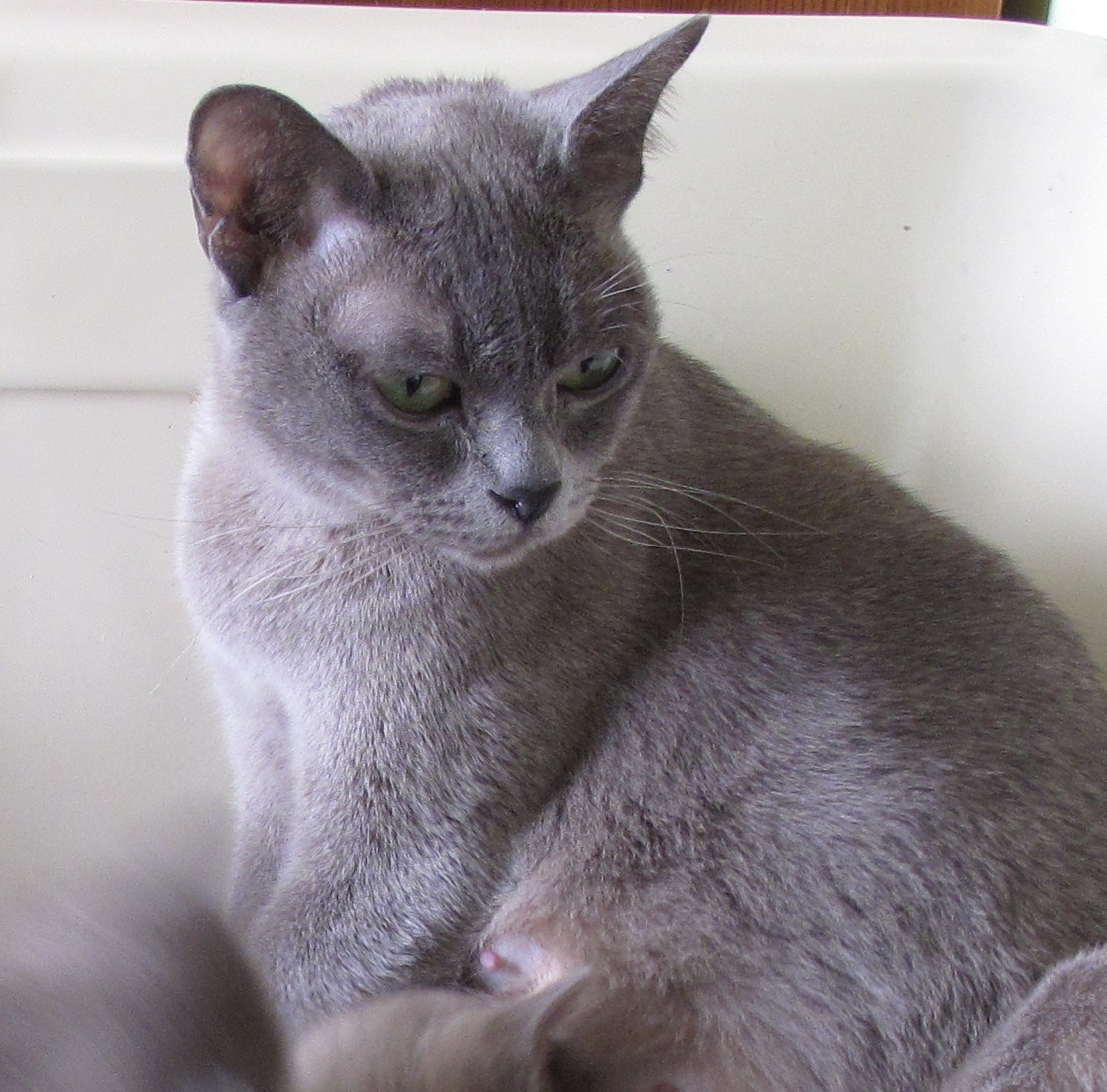 Green A Bundle of Burmese Kittens...