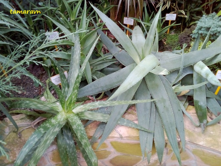 алоэ бегония