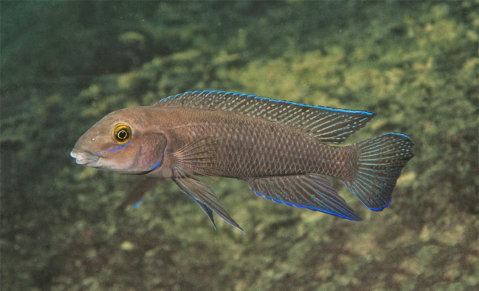 http://sciencythoughts.blogspot.co.uk/2014/05/a-new-species-of-cichlid-fish-from-lake.html