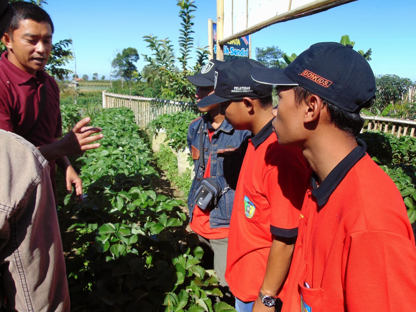 Kebun Stroberi Magelang