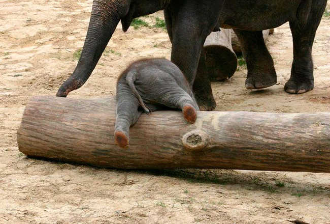 These 10 Beautiful Pictures Of Baby Elephants Are The Cutest Thing We Saw Today