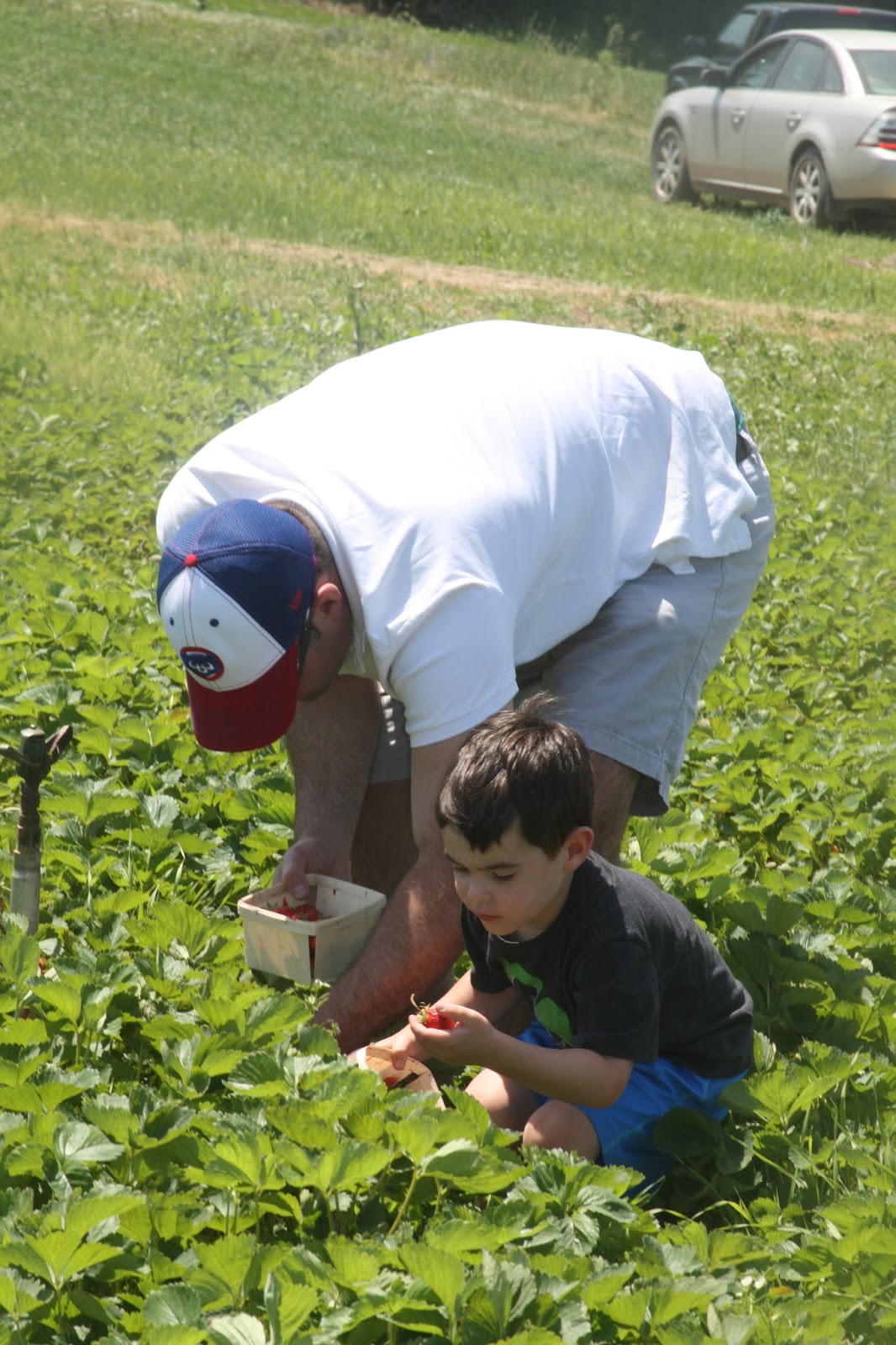 The Evolving Elseners Strawberry Picking