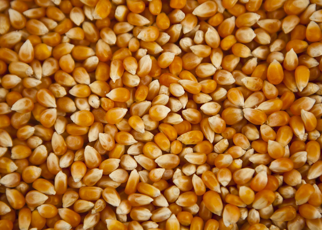PopcornRecepten.nl: Waar je (maïs kernels)