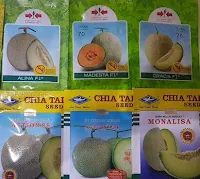 buah melon,melon,benih melon,budidaya melon,bibit melon,lmga agro,petani,anti virus