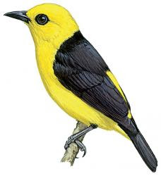 Black-and-yellow Tanager
