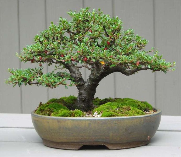 Selecting The Right Bonsai  Pots  Is Very Important 