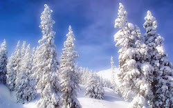 snow wallpapers winter fall backgrounds trees