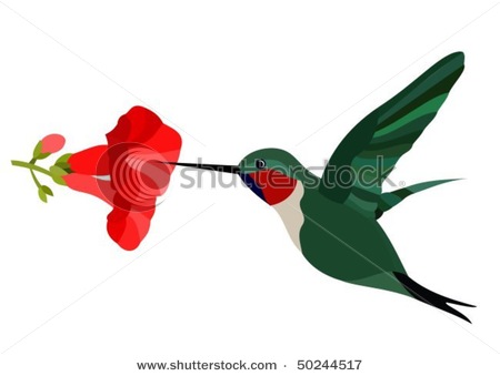 The humingbird