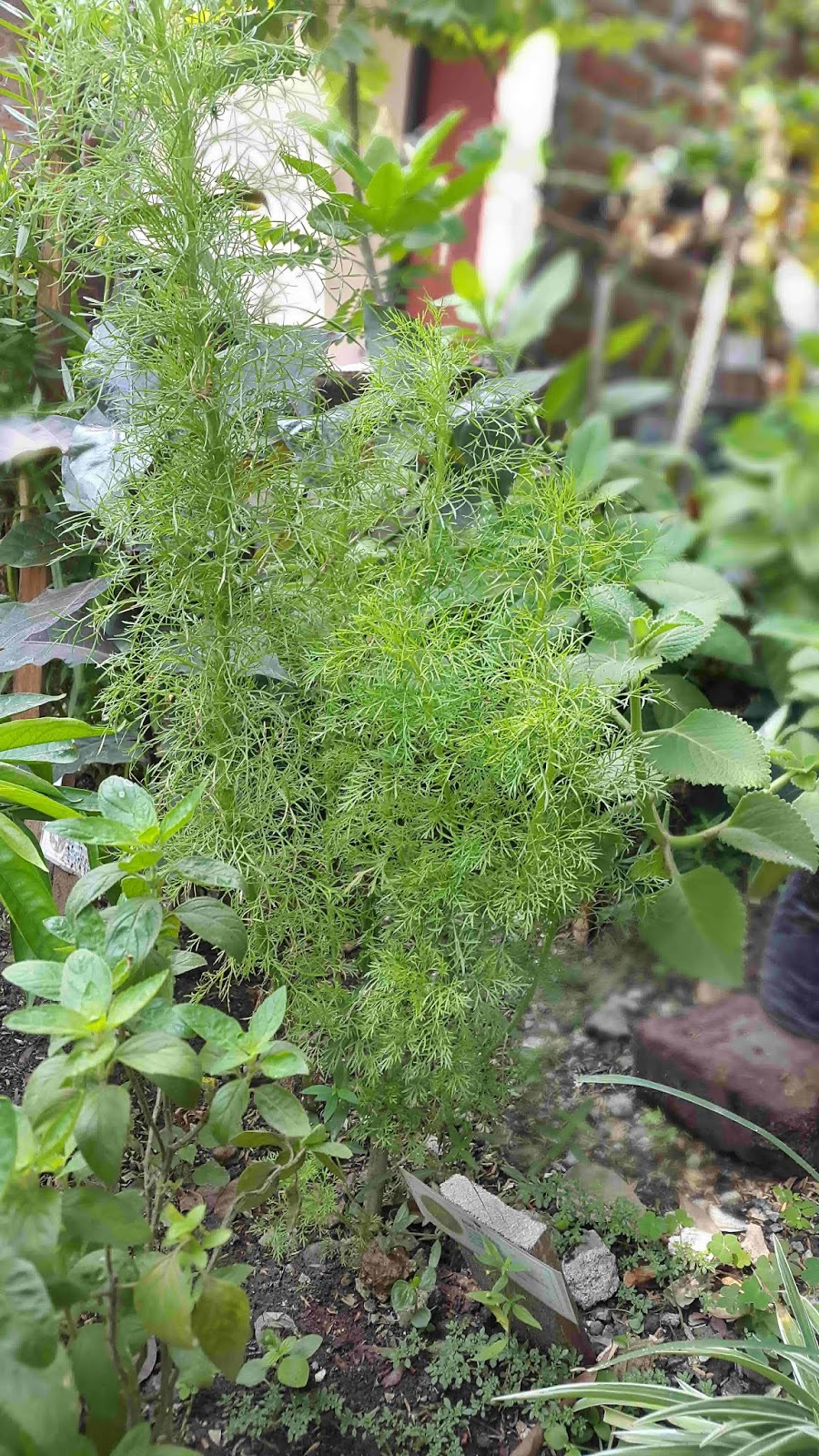 2000 Gambar Daun Adas HD Paling Keren 2000 Gambar Daun Adas HD Paling Keren