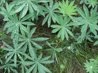 CIMG2247 - Höst i luften, sommar i öronen