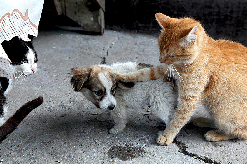 Смешной десантник. Кот матроскин дожили. Шарик простоквашино. Депрессия картинки прикольные. Матроскин и шарик.