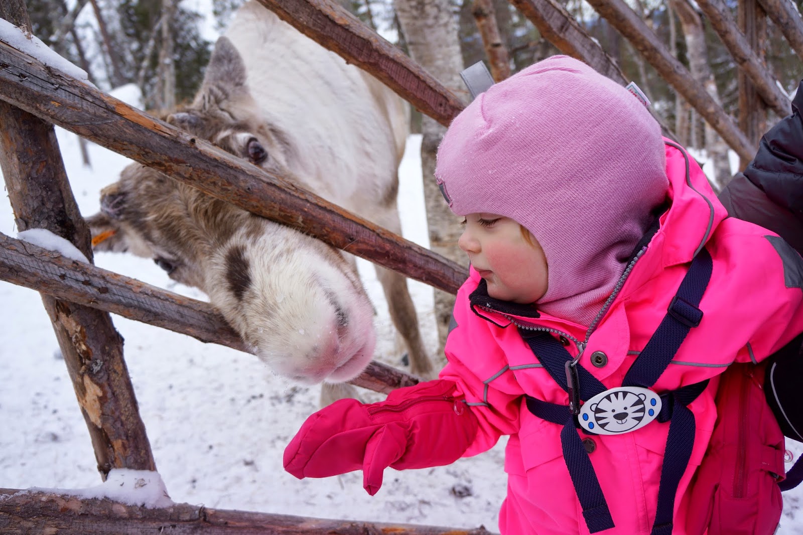 Meeting and feeding reindeer in Lapland