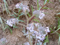 Phacelia on Oak Canyon Trail, Griffith Park