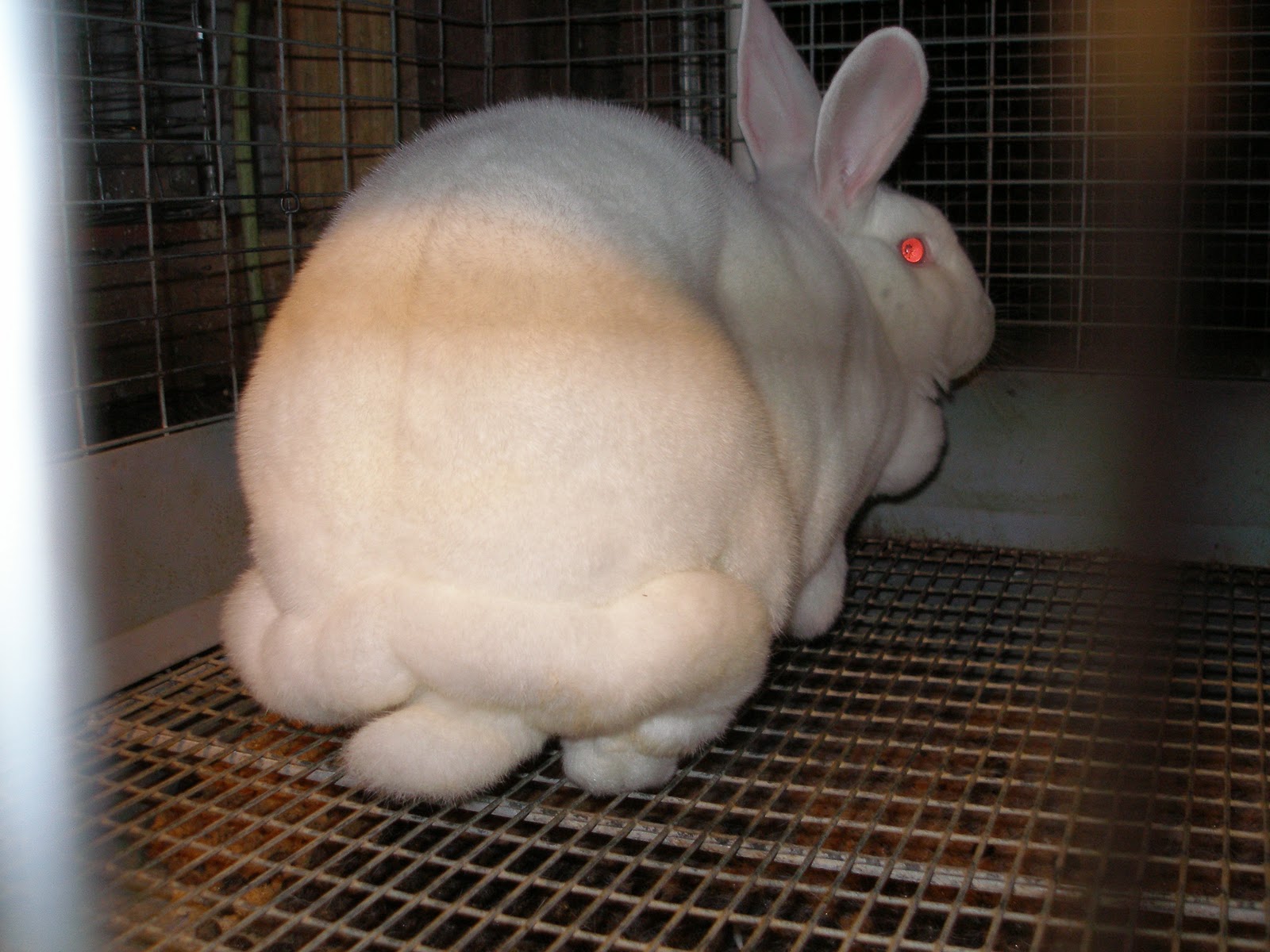 M an' M Rabbitry Blog You know a rabbit is fat when...