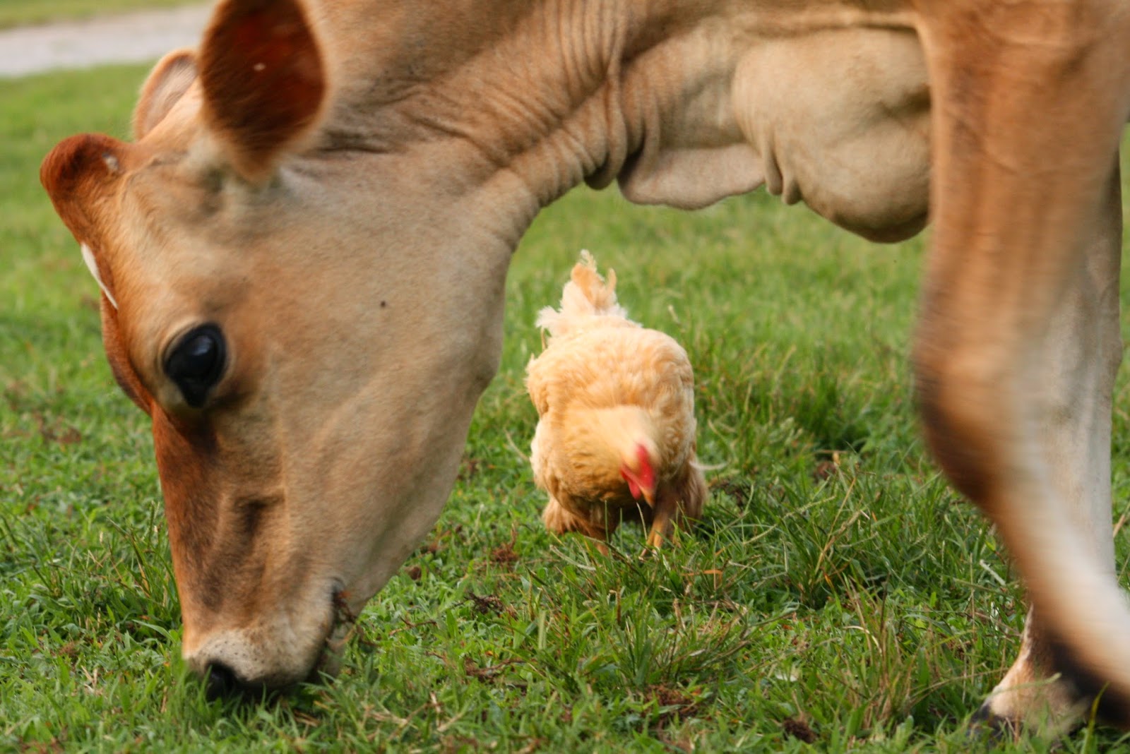 My Barefoot Farm The Chicken and the Cow