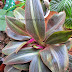 Brown Spiderwort Siderasis Fuscata Plant Care Leaves Plant Fact, Care & Benefits 