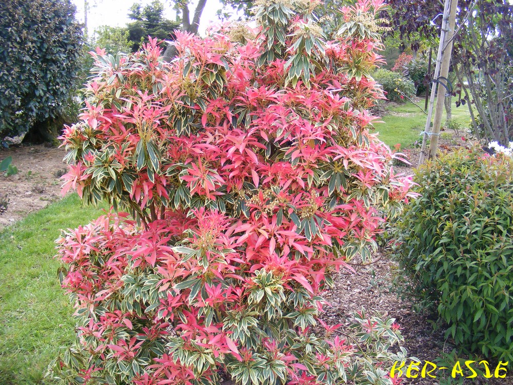 Pieris Japonica Debutante Fleur