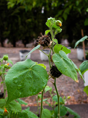 Abutilon theophrasti