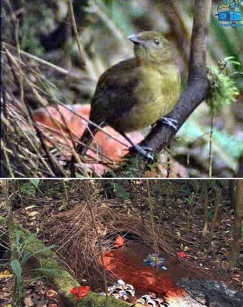 Amiciinallegria Gli uccelli giardiniere Amblyornis inornata