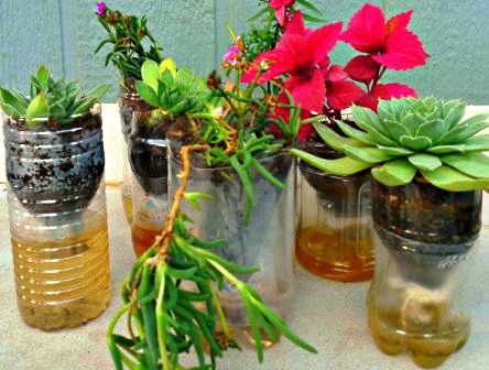 Kreatif Membuat Pot Hidroponik  dari Botol  Plastik Bekas  