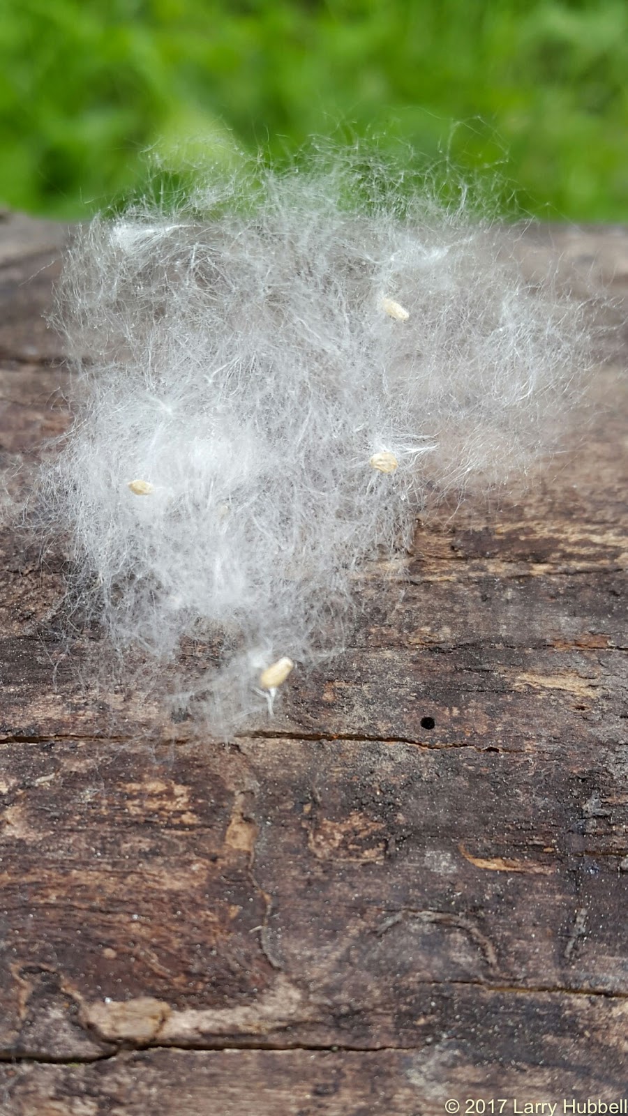 Union Bay Watch Cottonwood Seeds