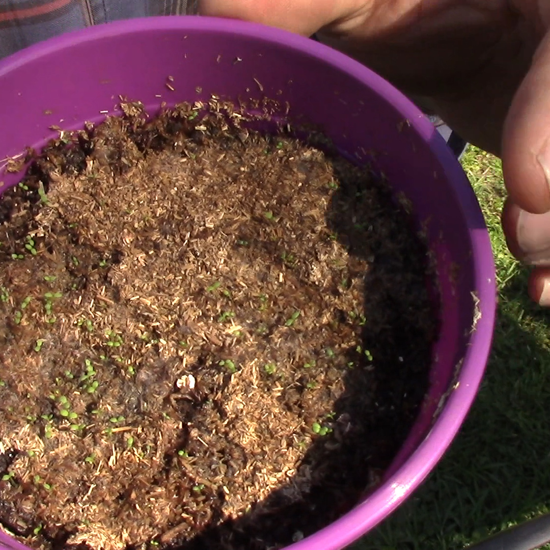 Guia completa para el cultivo de la manzanilla Cosas del Jardin