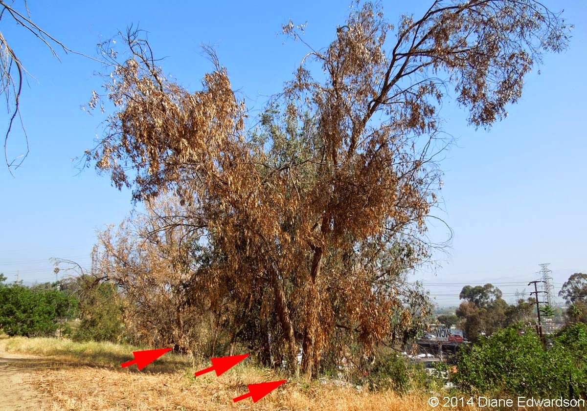 Corralitas Red Car Property Red Car Property Dead & Dying Eucalyptus