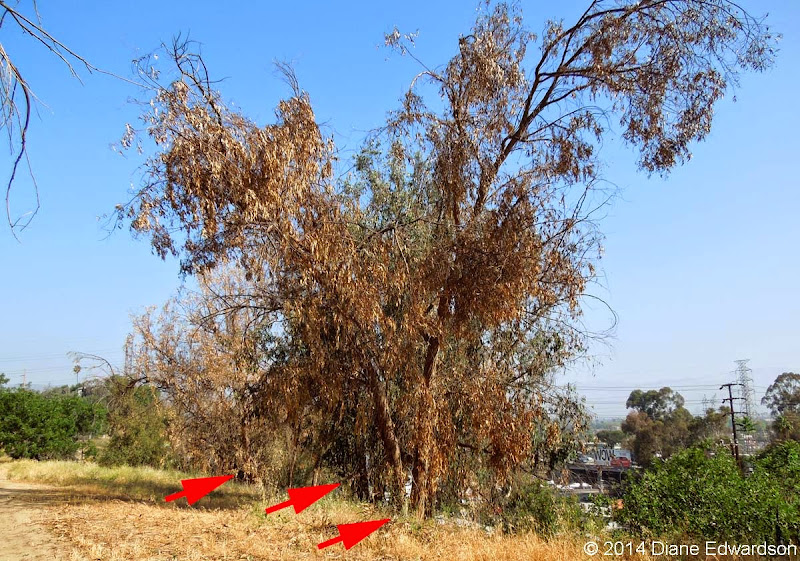 Corralitas Red Car Property Red Car Property Dead & Dying Eucalyptus