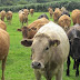 Ηπειρος:Η οζώδης δερματίτιδα ..έφτασε και στην Ηπειρο Θανατώθηκαν βοοειδή 